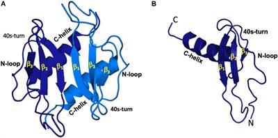 Structural Insights Into How Proteoglycans Determine Chemokine-CXCR1/CXCR2 Interactions: Progress and Challenges